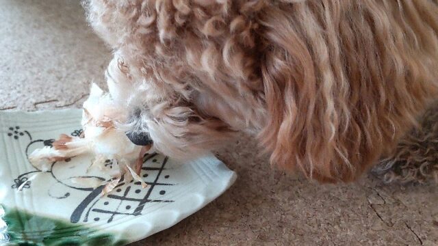 犬がかつお節ごはんを食べているところを撮影した写真